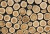 Optimales Holz für Ihre Sauna – Ein umfassender Ratgeber